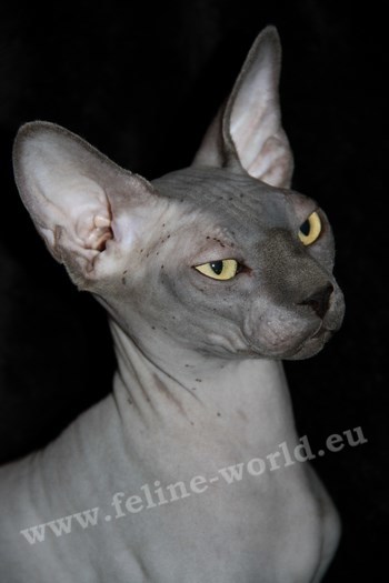 sphynx_1 (RACE)